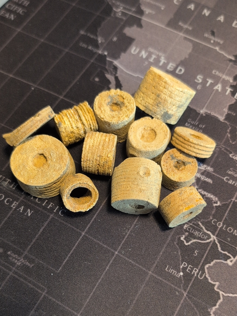 Lot  of 12 Crinoid Fossils
